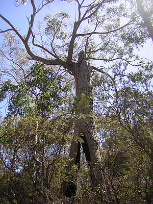 Ein Baum mit dem Umriss einer Person.